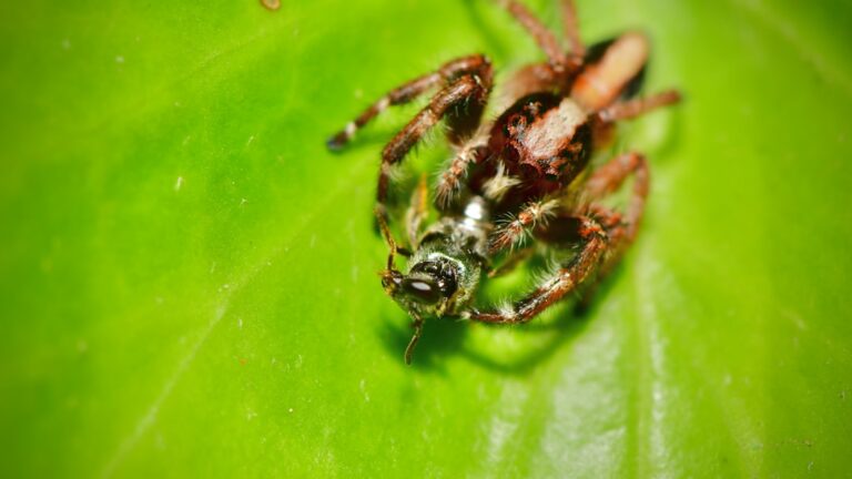 Effektiv Rottespærre Service: Beskyt Dit Hjem mod Skadedyr