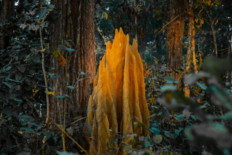 Effektiv skægkræbekæmpelse – Din løsning mod generende skægkræ